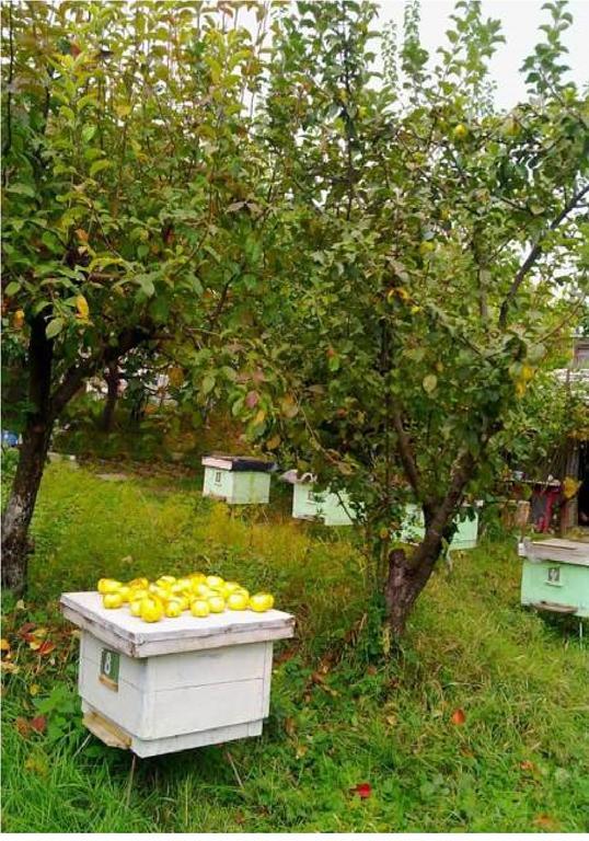 Farmer'S Guest House Τελάβι Εξωτερικό φωτογραφία